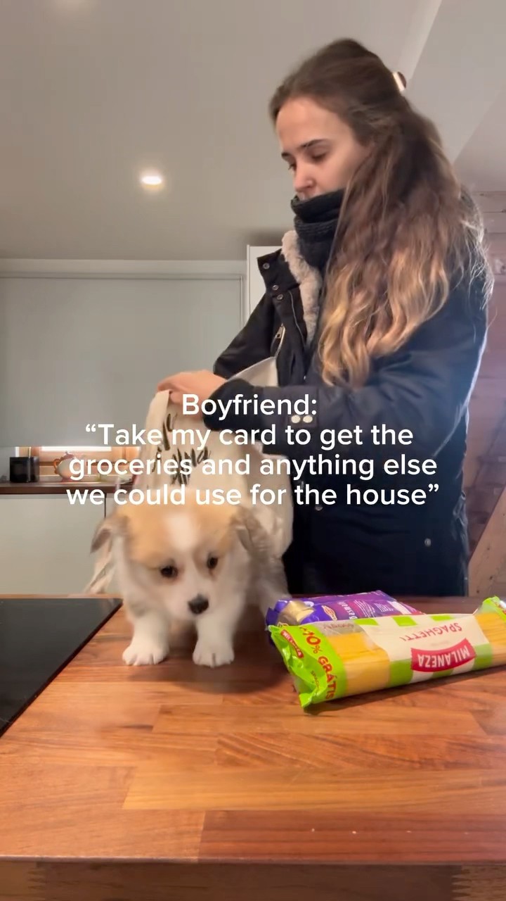 #JasonDeruloTV // Puppies ? #GotPermissionToPost From @milawish.corgis #YouCanDoAnything