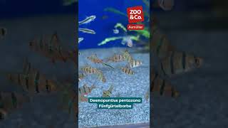 Fünfgürtelbarbe – der gestreifte Wirbelwind für dein Gesellschaftsbecken 🐟✨