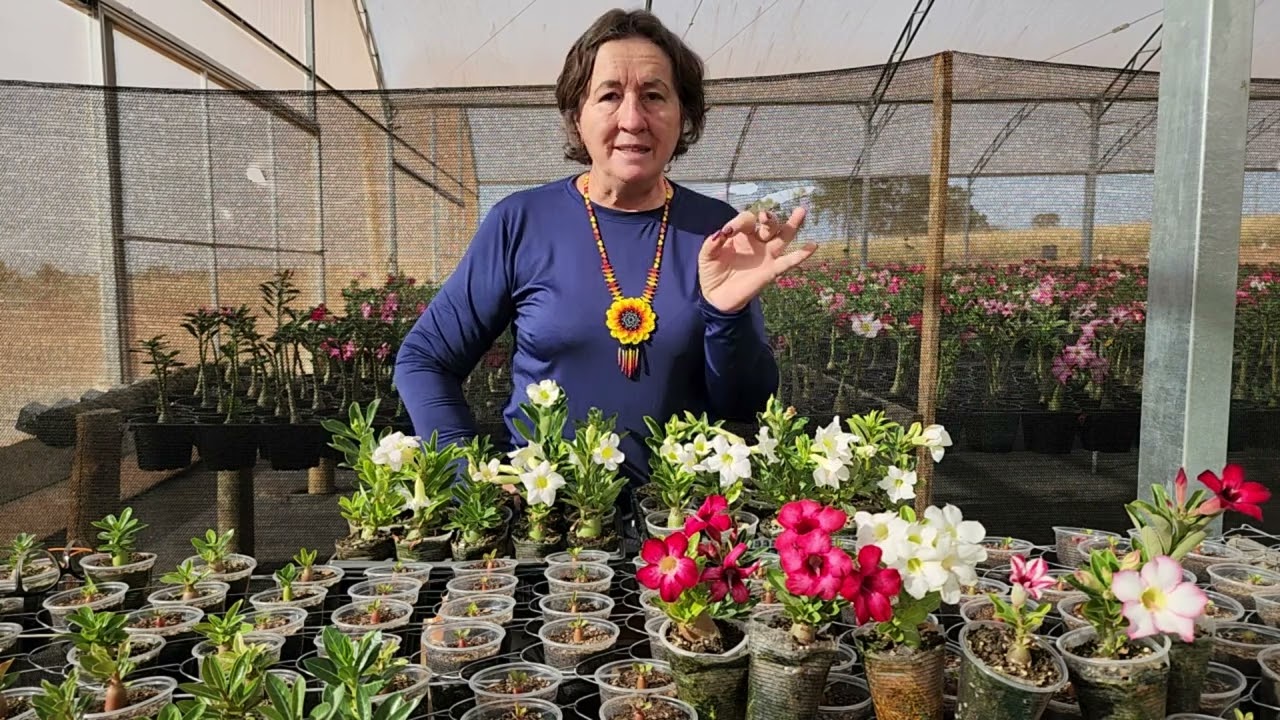 ADUBO PARA ROSA DO DESERTO: É CARO, MAS É NECESSÁRIO!!!