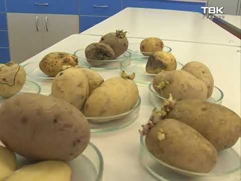 Проверка картофеля: как определить достойные для посадки клубни