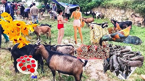 Khám Phá Chợ Phiên Lớn Nhất Tây Bắc/ Chợ Phiên Cốc Ly Bắc hà Lào Cai, Chợ Dê Miền Núi,