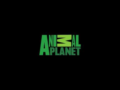 s2706752 Logo Animation : Animal Planet - YouTube