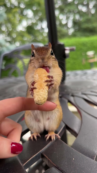 Feeding Peanuts to an Adorable Chipmunk Mom || ViralHog