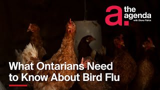 What Ontarians Need to Know About Bird Flu | The Agenda