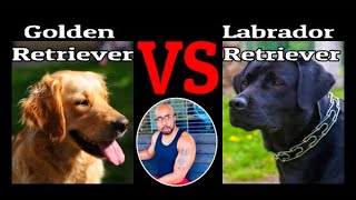 Labrador Retriever VS Golden Retriever 'Who Will Win'? by My New Puppy with Ali A. Parker 163 views 11 months ago 4 minutes, 31 seconds