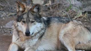 Video Mexican Wolf Animals by ONLINE THEPLANET 96 views 3 years ago 34 seconds