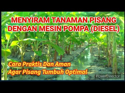 Video: Chastuha (tumbuhan) - Sifat Berguna Dan Penggunaan Chastuha. Plantain Chastuha, Terapung, Biasa