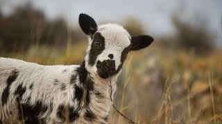 Cute Little Lamb Follows You Everywhere - Valentine!