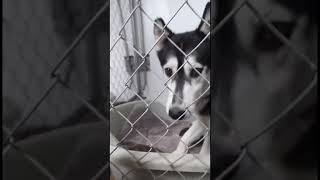 Famous Meet the mommies we rescued from a puppy mill recently. Wealth