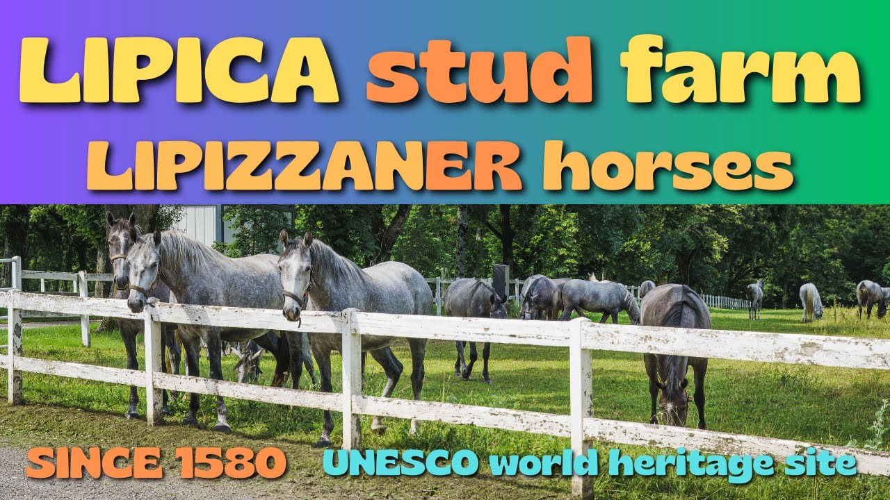 A year at Lipica stud farm