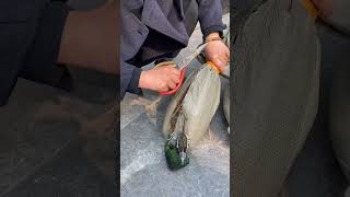 Kindness Gave Freedom to Peacock 🥹🦚#help #emotional #peacock #shortsviral#trending #pakistan