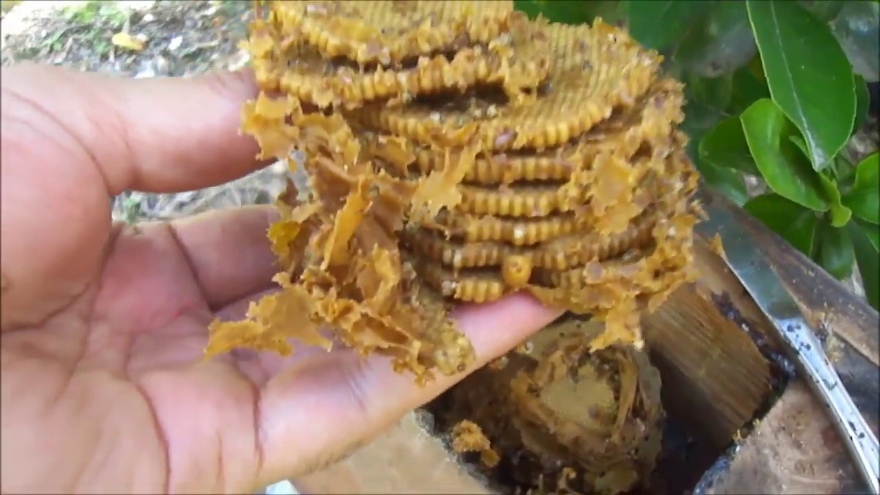 DIVISÃO DE JATAI  COM PRINCESA JÁ ADULTA E NO FINAL DO VÍDEO REVOADA DA PRINCESA 1 / 2