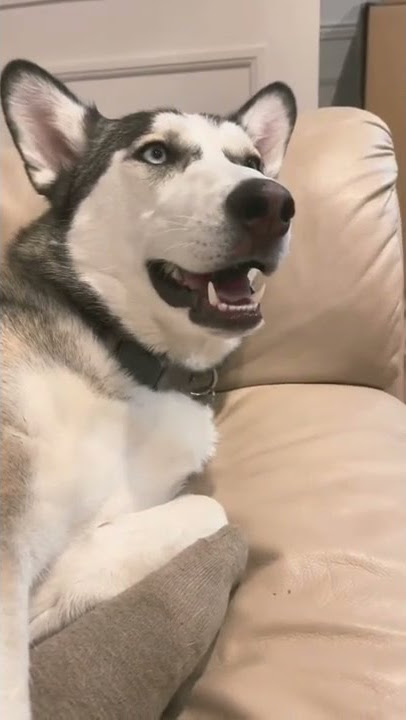Siberian Husky Dog #huskylife