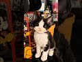 고양이 야옹 한 번에 다들 무너짐…💘🐱Everyone melts from just one meow…