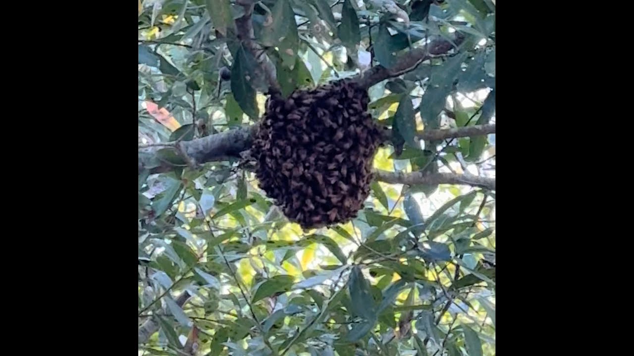 Catching a honeybee swarm high in a tree. 