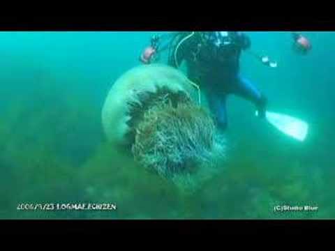 Giant jellyfish