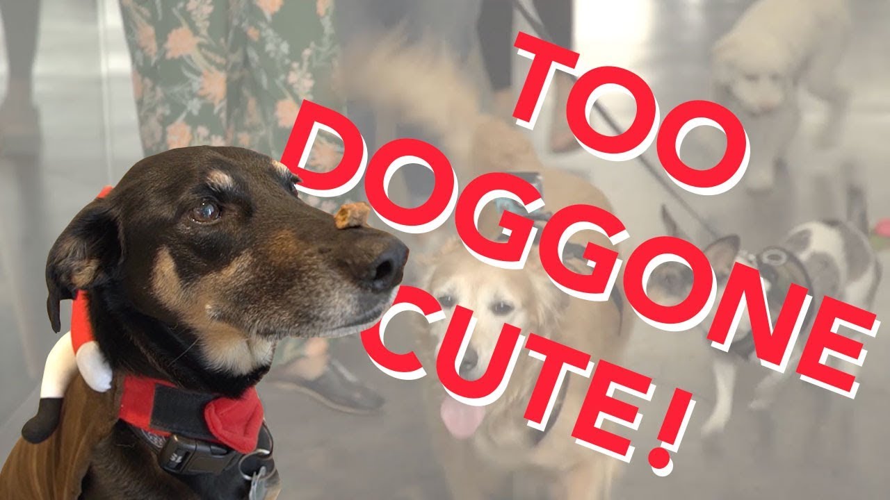 gopro มือสอง Dogs Gone Wild! | FabFitFun Live