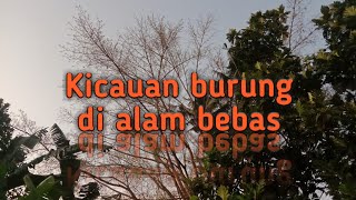 Kicauan burung ‼️di alam bebas