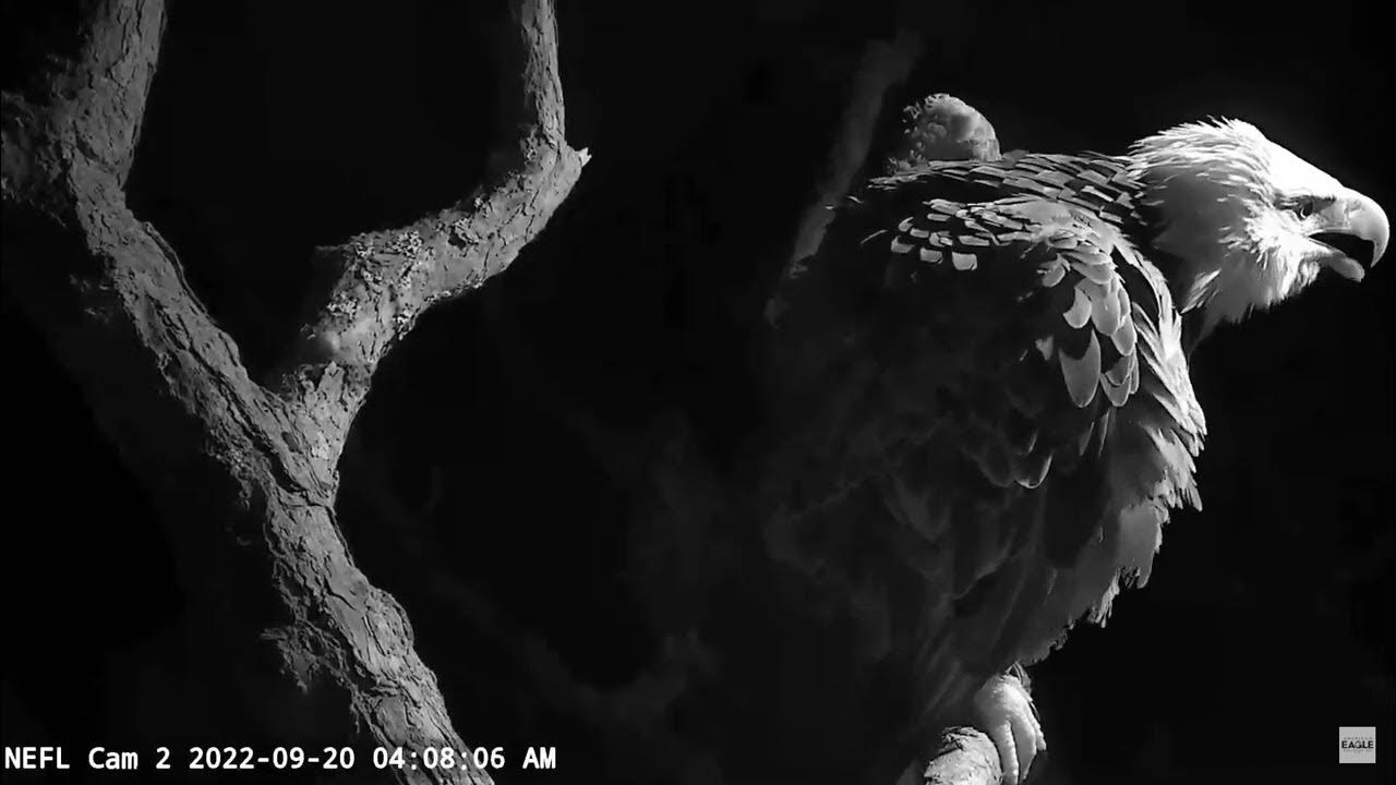 AEF NEFL Eagles /Gabby wing slaps/ Owl attack 20/09/2022 YouTube