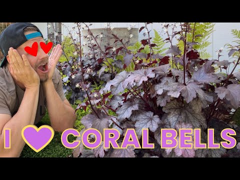 Video: Coral Bells Flowers - How To Grow Coral Bells