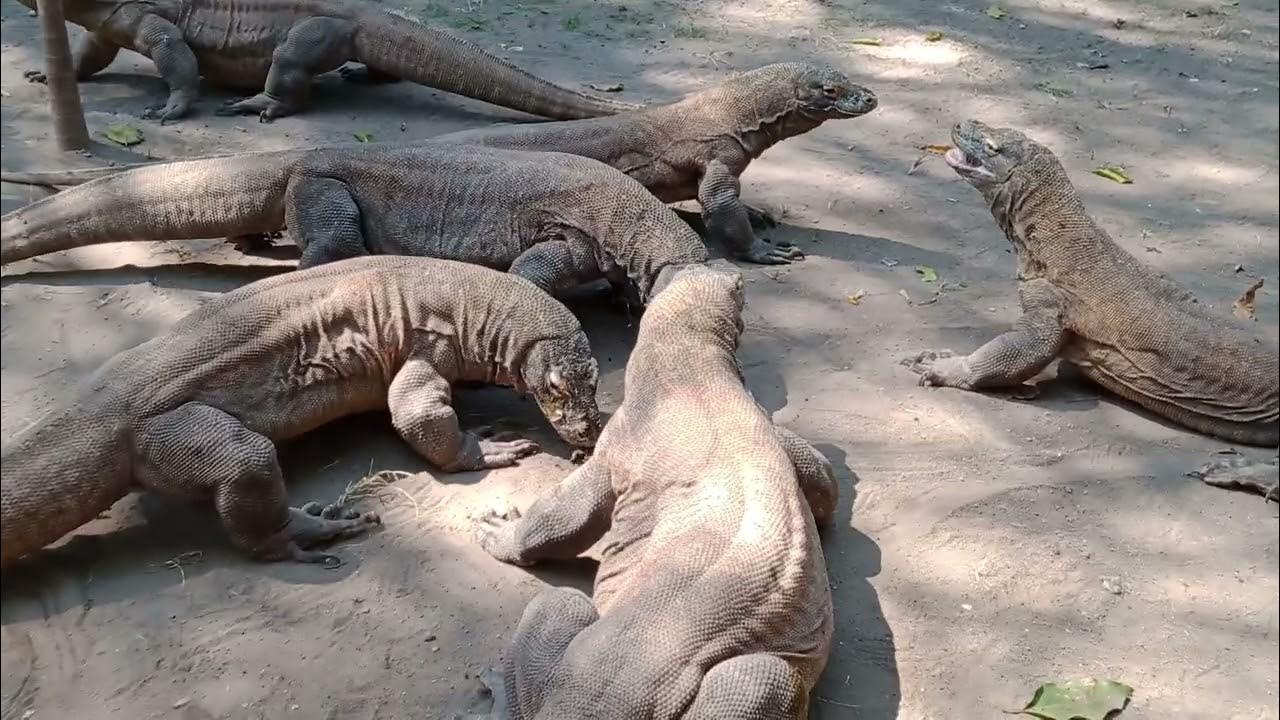 komodo dragons real eating goat meat - YouTube