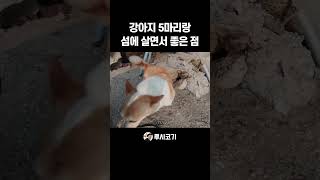 강아지 5마리랑 섬에 살면서 좋은 점