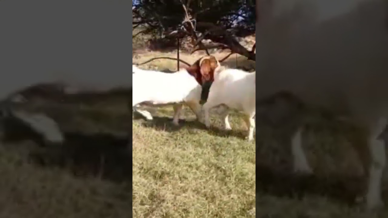 Boer Goats South Africa 