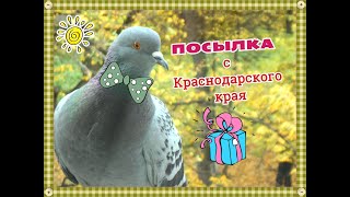 ПОСЫЛКА с Краснодарского края! (от АНАСТАСИНКИ)