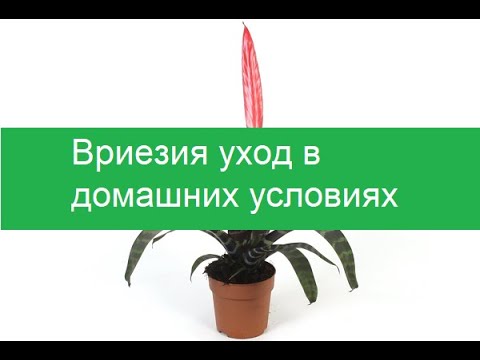 Вриезия уход в домашних условиях