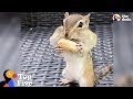 Chipmunk Fills Mouth with Peanuts + Tiny Animals Doing Cute Things | The Dodo