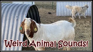 Weird Animal Sounds