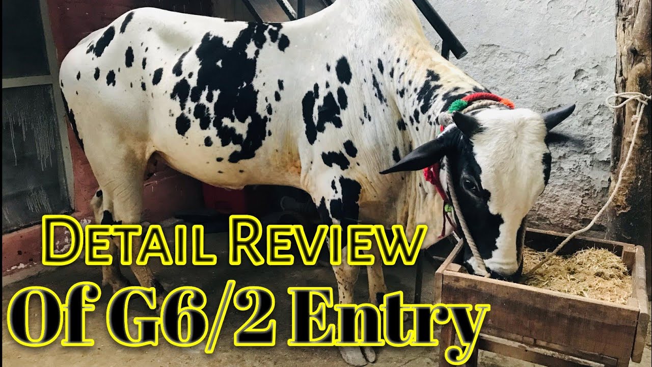 Detail Review of G6 bull entry #Eid2025 #qurbani2025 #apnashook #bail ...