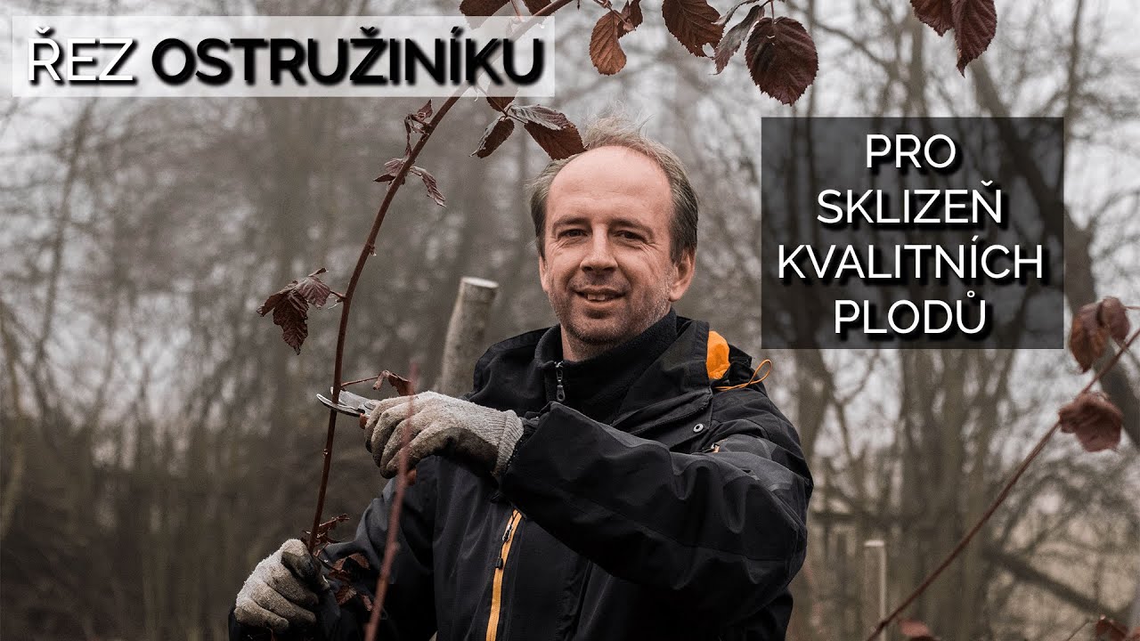 Jak stříhat ostružiny na zimu?