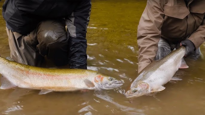 Hooking MORE Steelhead In One Day Than ALL Year!