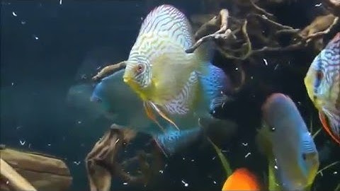 Hồ cá dĩa đẹp nhất Việt Nam đây - Toàn cá dĩa hàng tuyển chọn thôi