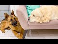 Golden Retriever doesn't want to share сouch with German Shepherd