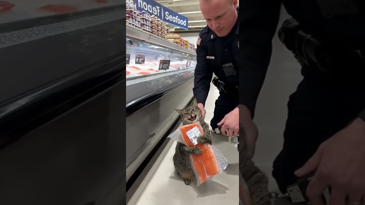Busted!The Cat Thief Got Arrested!🚓🐱Gimme that fish fillet!