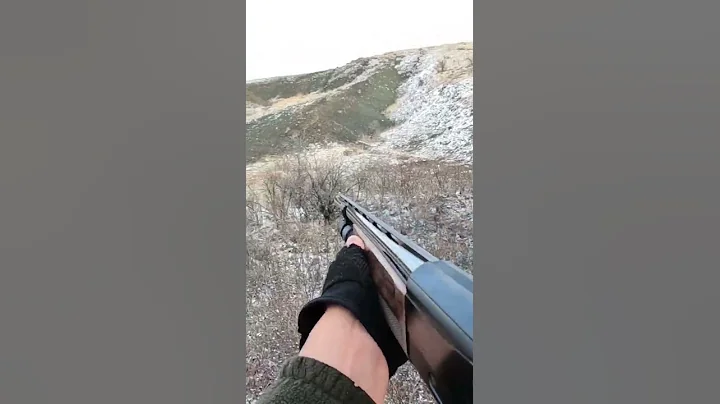 TAVŞAN ÇALILARDAN FIRLADI TEMİZ ATIŞ HARE HUNTİNG #hunter #tavşanavı #avcılar #harehunting