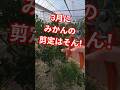 【3月中旬】みかんの剪定はいつ？ #みかん専門