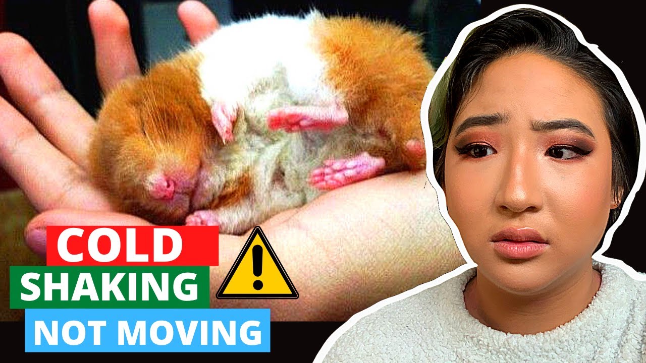 Have A Dying Hamster? Do This Now! // Diy Emergency Medicine For Rats, Mice, Gerbils + More