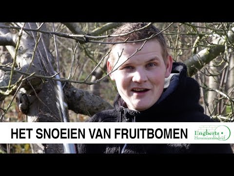 Video: Guava-oogstseizoen: leer wanneer en hoe je guavefruit kunt oogsten