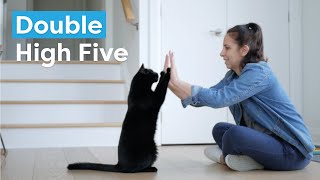 Train your cat to high five (both paws) by Cat School Clicker Training 16,504 views 1 year ago 7 minutes, 28 seconds