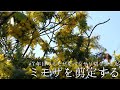 事情があってミモザをバッサリ切りました/７年目の大きなミモザ/ミモザのスワッグ