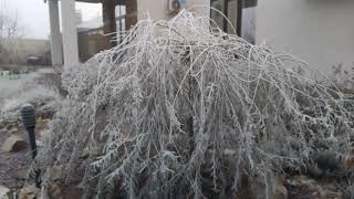 Frost outside, koi pond under ice. Мороз на улице, пруд с карпами кои под льдом!