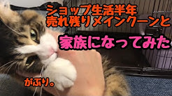 たぬきしっぽの猫 Youtube