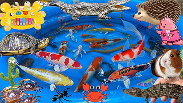 Cún Tìm Thấy Cá Sấu, Cua, Cá Koi Về Thả Bể, Cùng Bắt Các Con Vật Rùa, Lươn, Ếch, Chuột Bạch