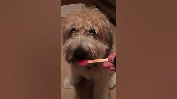 My Dog Tries ASMR