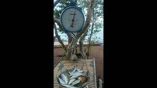 Direct From The Fisherman With An Exact Weighing Scale , 07 10 2022