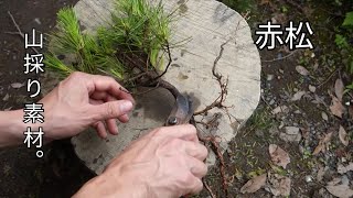 Bonsai Diary 盆栽日記 112 山採りしてきた赤松の植え付け Youtube Bonsai Diary 盆栽日記 112 山採りしてきた赤松の植え付け Youtube
