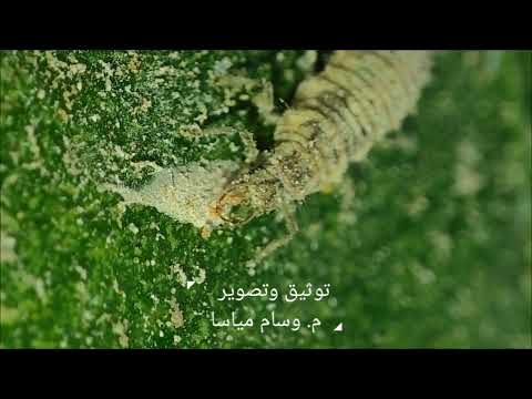 أسد المن يفترس عنكبوت الحمضيات الأحمر توثيق وتصوير م وسام مياسا